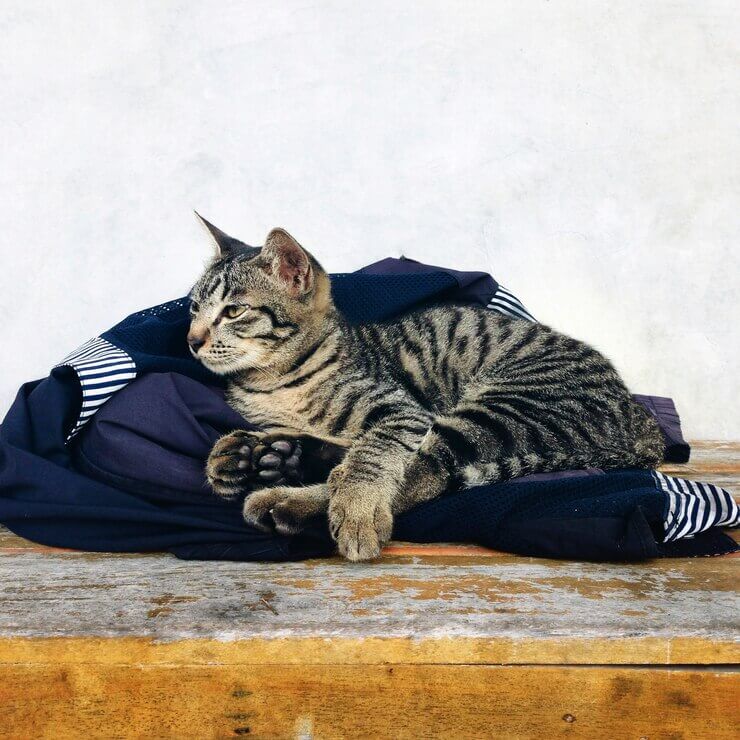 Cat lying on clothes1